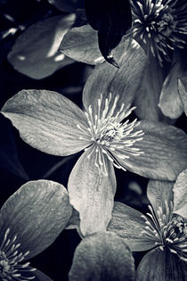 Clematis in Monochrome von Vicki Field