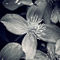 Bw-clematis
