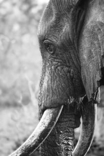 Bull Elephant portrait in black and white von Yolande  van Niekerk