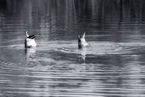 Synchronschwimmer von Bastian  Kienitz