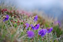 Bergblumen am Wegesrand... 5 by loewenherz-artwork