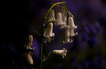 bluebell II by lilithdavinci