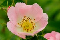 Blüte einer Heckenrose von toeffelshop