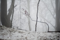 leben - nebel - leben - nebel von lilithdavinci