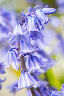 Bluebells by David Hare