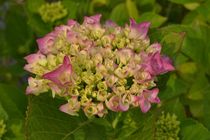 Hortensienblüte von leddermann