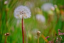 Pusteblume von loewenherz-artwork