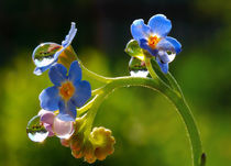 Flowers forget-me-not and raindrops by Yuri Hope