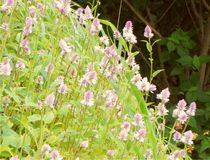 Wild Flowers by Nandan Nagwekar