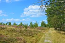 Heideblüte in der Lüneburger Heide von gscheffbuch