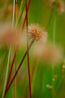 Sommerwiese... 1 von loewenherz-artwork