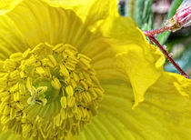 Californian Poppy by Colin Metcalf