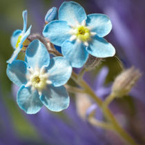 Forget me Not von Colin Metcalf