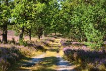 Traumpfad durch die Heide von gscheffbuch