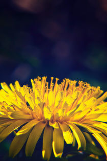 Dandelion Glow von Vicki Field