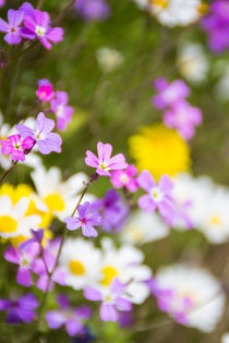 Spring flowers von Lana Malamatidi