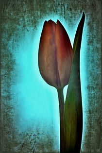 Tulip day von leddermann