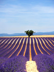 valensole by emanuele molinari