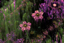 Fraktale Blumenwiese von Viktor Peschel