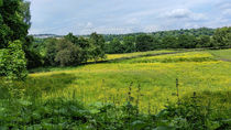 Buttercup Meadows by Colin Metcalf