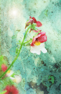 Blume auf Rost by Ivonne Wentzler
