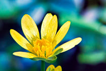 Celandine Flower by Vicki Field