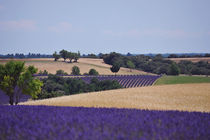 purple fields von emanuele molinari