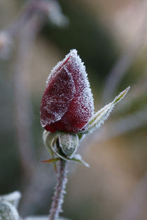 Rose 2 von Bernd Fülle