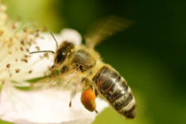 Biene im Flug von toeffelshop