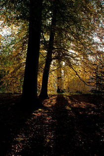 Park 2 von Bernd Fülle