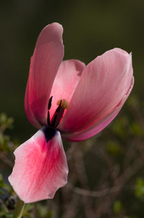 Tulpe 2 von Bernd Fülle