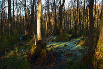 Wald 3 von Bernd Fülle