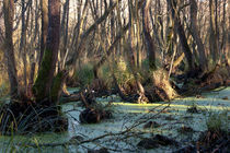 Wald 4 von Bernd Fülle