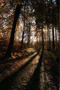 Waldweg von Bernd Fülle