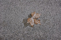 Blatt im Schnee von Bernd Fülle