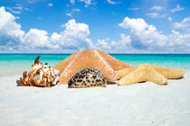Muscheln und Seesterne - Seashells and starfishes von Thomas Klee