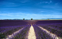 purple lines von emanuele molinari