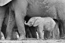 Baby African elephant next to mom in B&W von Yolande  van Niekerk