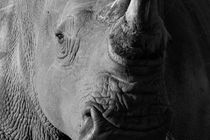 Black and white portrait of White Rhinoceros by Yolande  van Niekerk