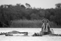 Low angle of Hippo in water showing its teeth von Yolande  van Niekerk