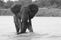 African Elephant approaching through shallow water and rain by Yolande  van Niekerk