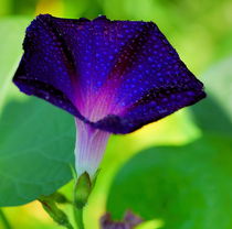 Flower blue Ipomoea in rain drops von Yuri Hope