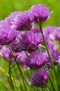 Allium blooms by Pete Hemington