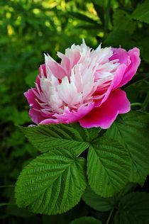 Pink peony in the summer garden von Yuri Hope