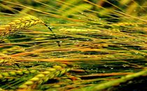 stormy wheat by gunter70
