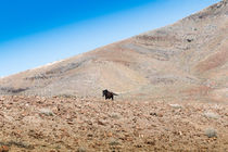 Pferd auf Fuerteventura von Fabienne Dittmers