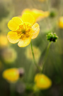 Buttercups by Jeremy Sage