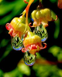 Emeralds on the currant flowers von Yuri Hope