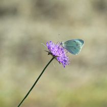 MARIPOSA by Ivonne Wentzler