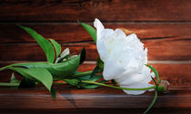 White Peony on a wooden background von larisa-koshkina